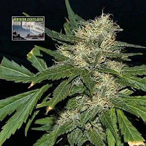 Northern Lights Auto Feminised Seeds Picture