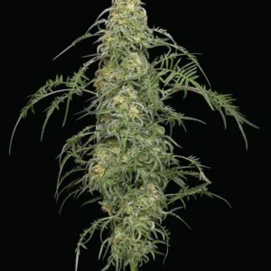 Freakshow Feminised Seeds PICTURE
