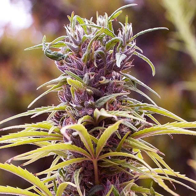 Durban Poison Feminised Seeds Picture