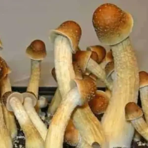 penis envy mushroom spores picture