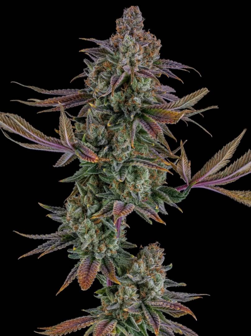 candy runtz strain about us