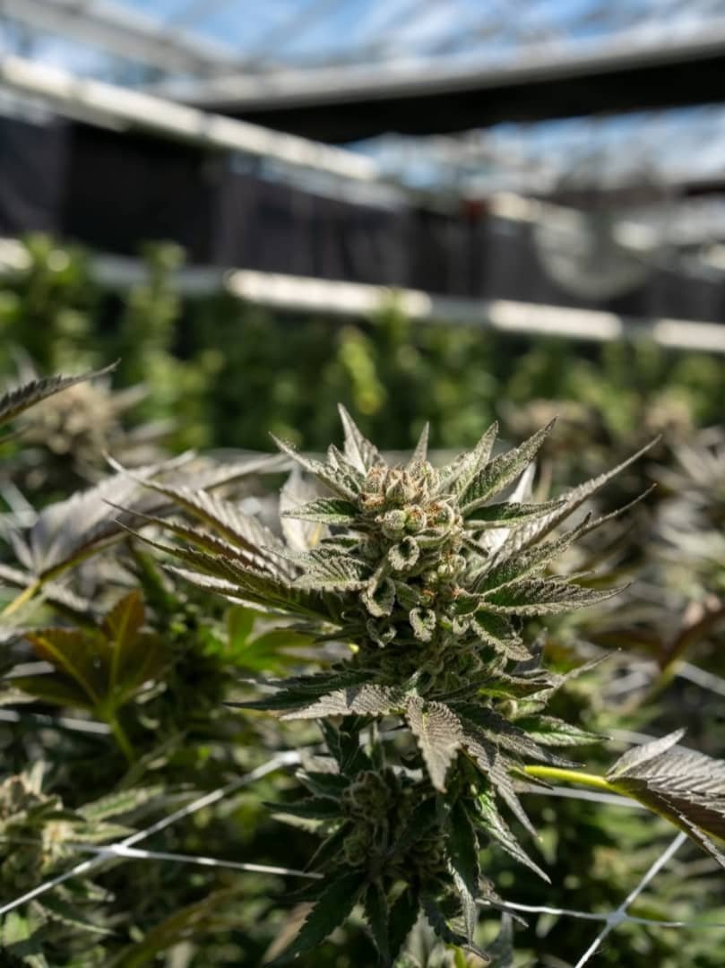 about candy runtz strain
