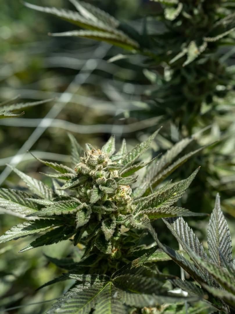 candy runtz strain about