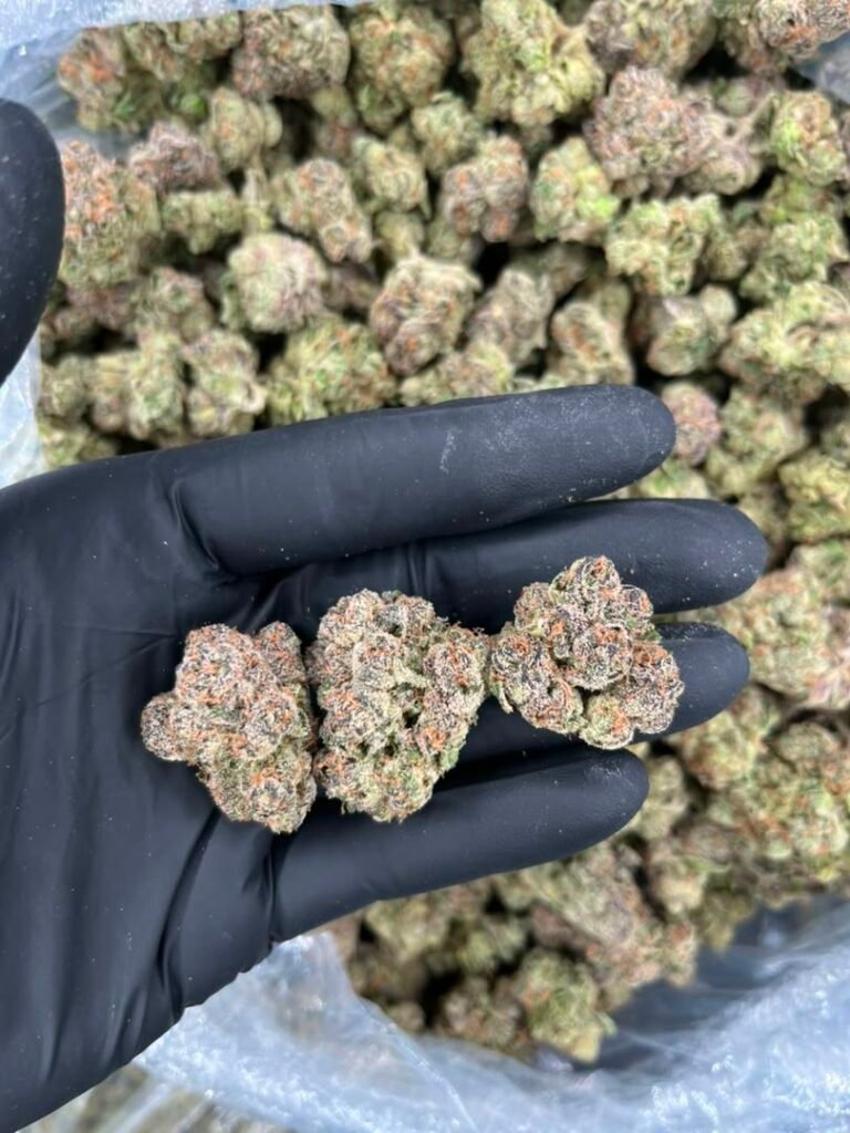 cotton candy runtz strain allbud
